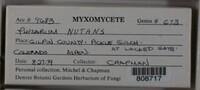 Physarum nutans image